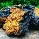 Load image into Gallery viewer, Chaga Mushroom Tea (Anti-Viral and Anti-Cancer Tea)
