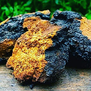 Chaga Mushroom Tea (Anti-Viral and Anti-Cancer Tea)